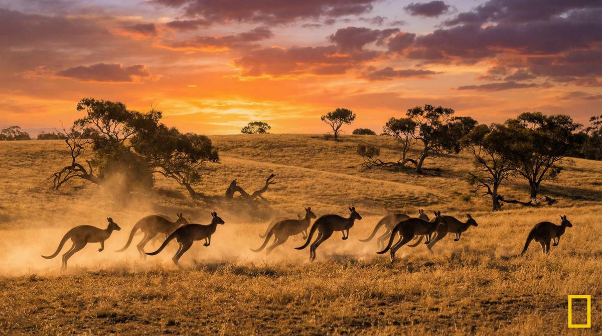 小马拉大车袋鼠视频