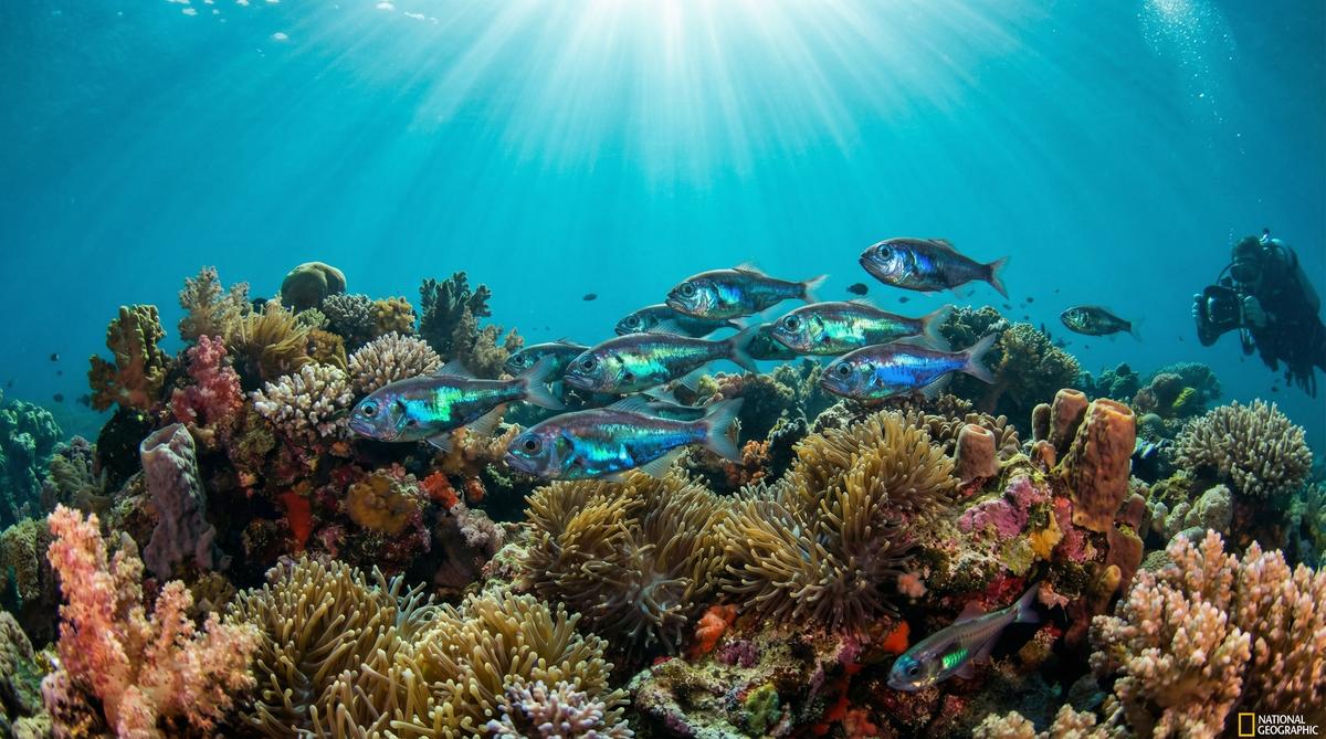 小马拉大车深海鱼视频