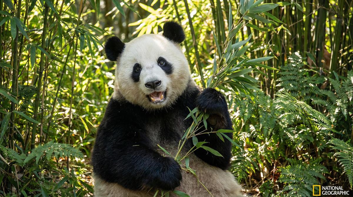 小马拉大车熊猫视频